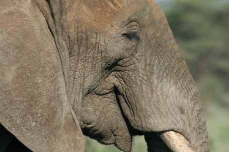 Elephants Okavango