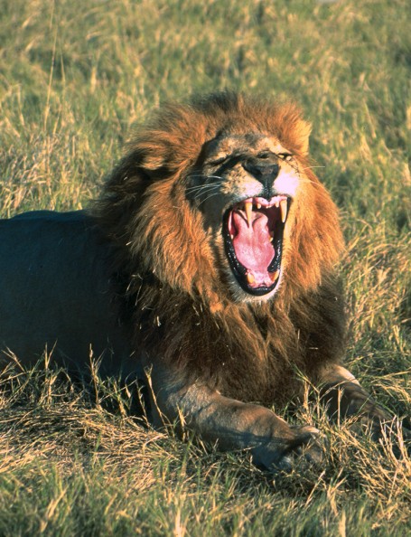 Lion Okavango